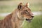 Lioness, African lion, Panthera leo with a wet chin after he drank from a nearby puddle. Portrait of an adult lioness watching