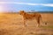 Lioness in the African savanna at sunset. Kenya