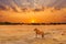 Lioness in the African savanna at sunset. Kenya