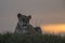 Lioness against setting Sun at Masai Mara National Park