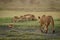 Lioness approaches sister lying with five cubs