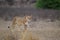 Lioness approaching another lioness in the Desert of the Kalahari