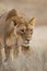 Lioness approaching another lioness in the Desert of the Kalahari