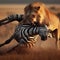 Lioness attacks a zebra in the grassy savannah