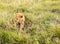 Lioness baby resting