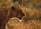 Lioness in backlit light during sunset