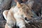 Lioness at the base of a fig tree in Africa