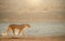 Lioness in beautiful light against herd of springboks in the background. Backlighted Lioness among flock of birds near to