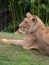 Lioness at the Beauval Zoo in France