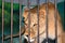 Lioness behind bars in a zoo cage