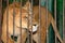 Lioness behind bars in a zoo cage