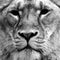 Lioness black and white closeup