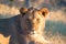 Lioness, Botswana