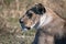 Lioness, Botswana