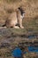 Lioness, Botswana