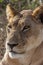 Lioness - Botswana - Africa