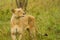 Lioness in the Bush in South Africa