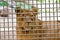 Lioness in cage staring out