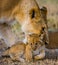 Lioness carries her baby. National Park. Kenya. Tanzania. Masai Mara. Serengeti.