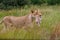 Lioness carrying her newborn cub in her mouth