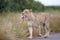 Lioness carrying her newborn cub in her mouth, Kruger National Park