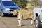 Lioness and cars on road in Kruger