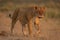 Lioness with catchlights walks across dry grass