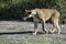 Lioness chase images in a series of images, 1/9 lioness looking for warthog, up close