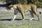 Lioness chase images in a series of images, 2/9 lioness looking for warthog, up close