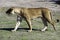 Lioness chase images in a series of images, 3/9 lioness looking for warthog, up close