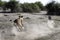 Lioness chase images in a series of images, 8/9 lioness looking for warthog, up close