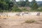 Lioness Chasing Pack of Zebra in Africa