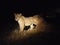 Lioness cleaning cub