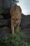 Lioness climbs down rocks towards leafy bush