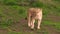 Lioness close up