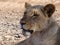 Lioness close-up