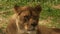 Lioness close-up