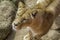 Lioness in close up from above