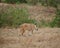 Lioness close-up, lioness with lions of Ngorongoro safari - Tarangiri in Africa