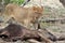 Lioness close-up near her prey after hunting