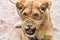 Lioness Close-up portrait, face of a female lion