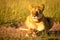 Lioness with collar lies with eyes closed