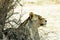 A lioness cools down in the shade, Kgalagadi Transfrontier National Park , South Africa