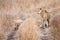 Lioness with a couple of young cubs