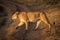 Lioness crosses dirt track with lifted paw