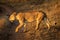 Lioness crosses dirt track with raised paw