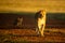 Lioness crosses gravel airstrip followed by cub