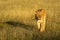 Lioness crosses savannah casting shadow at dawn