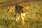 Lioness crosses savannah at dawn with cub