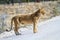 Lioness crossing a road in Etosha National Park, Namibia, Africa